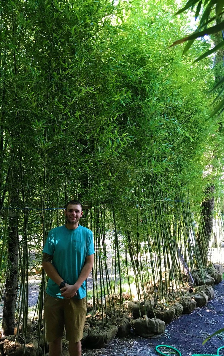BAMBOO PLANT: INSTANT PRIVACY 200 BAMBOO PLANTS 15' TALL -FENCE 1