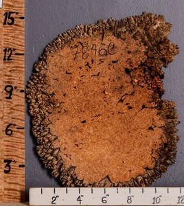 5A Burl Maple Lumber with Live Edge 11" X 13" X 1"1/4 (NWT-7846C)