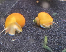 3 Gold Mystery Snails Nickle-Quarter Sized -Live Aquatic Snails
