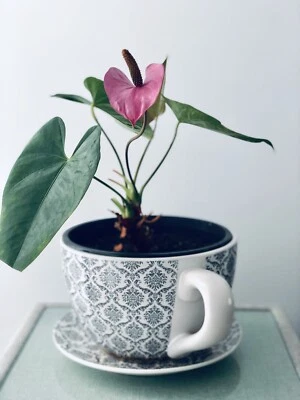 Plant Pot Giant Tea Cup With Plant Other Home Decor Gumtree