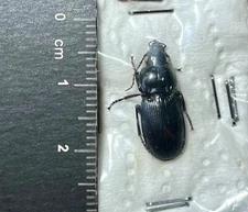 Coleoptera Carabidae, Pterostichus sp - Italy, Tuscany (CB/122)