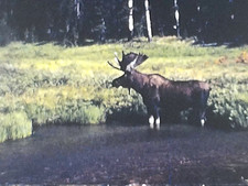 Super 8 Grand Teton Yellowstone National Park 1960s Home Movie Fishing Animlas