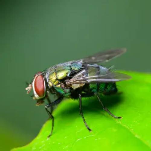 QUICKBAYT Fly Bait 350gm & 2KG Industrial & Commercial Housefly Pest Control - Picture 4 of 14
