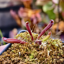 Heliamphora Purpurascens BCP - H036