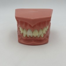 Dentist Dental Adult Standard Demonstration Teeth Model Teaching Tooth