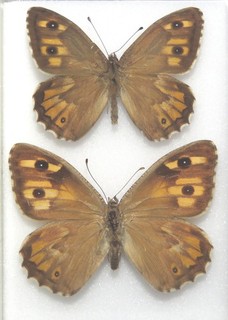 Hipparchia algirica Butterflies. From Morocco. Moth/insect #10