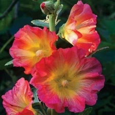 25 Orange Pink Peach & Yellow Flowered Hollyhock Seeds