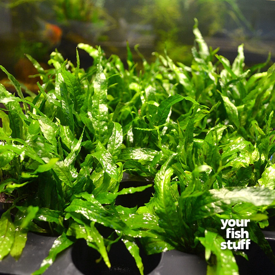 Java Fern Microsorum pteropus Live Aquarium Plant **Buy 1 Get 1 50% OFF** POTTED - Image 2 of 4