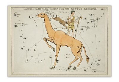 1831 SIDNEY HALL Camelopardalis, Tarandus.. Astronomy Chart 13x19'' Premium Print