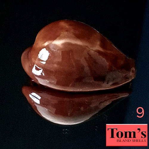 Cypraea adusta #9 44.1mm GORGEOUS BEAUTY from Zanzibar Island