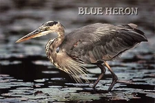 Postcard Blue Heron Large Wading Bird Wetlands North & Central America Wildlife