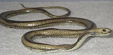 Yellow Rat Snake - 48" Rubber Snake Replica - AAA