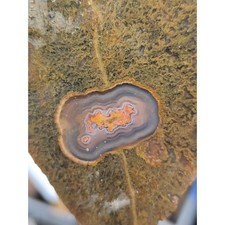 Moss Agate w/ Prominent Tubes Specimen Unpolished