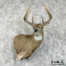 #31420 P | Whitetail Deer Taxidermy Shoulder Mount For Sale
