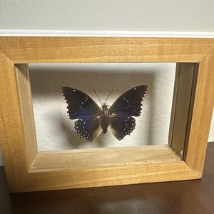 Charaxes numenes Common Blue Charaxes Found In Low Land Evergreen Forests Africa