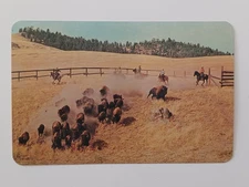  Souvenir  Postcard National Bison Range Moiese Montana. 