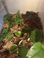 mystery plant cutting bundle