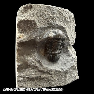 SELTENER Cornuproetus cornutus Trilobit Fossil A Klasse Devon Marokko Exemplar