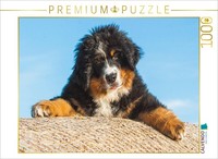Calvendo Puzzle Bernese Mountain Dog Puppy | 1000 Pieces, Finished Size 25.2 × 1