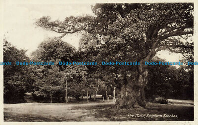 R638235 Burnham Buchen. The Plain. R. A. P