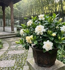 100pcs Common Jasmine Seeds Sweet Scented Flower for Outdoor Patio Planting