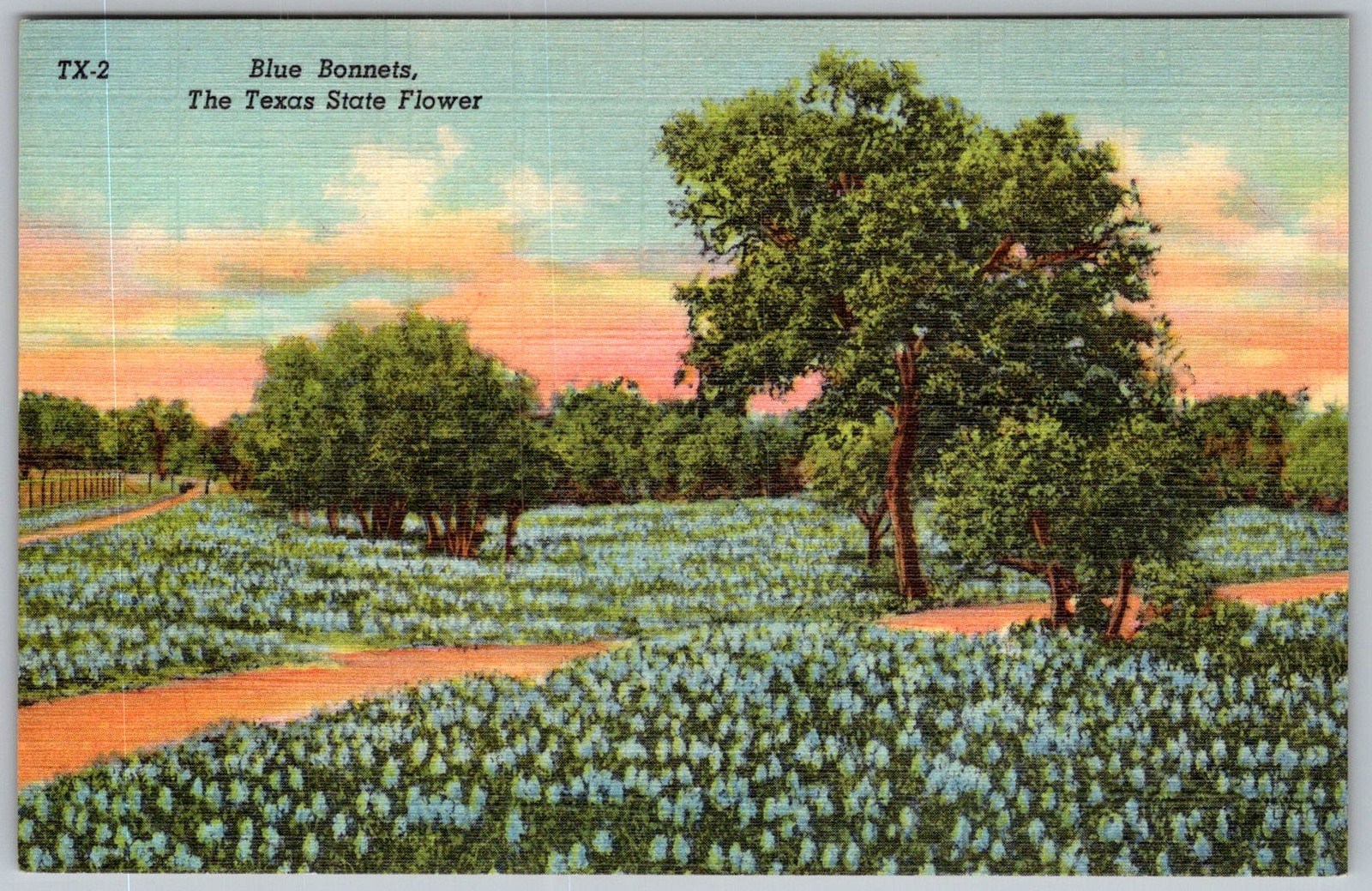 Vtg Linen Postcard Blue Bonnets Field Texas 1940s