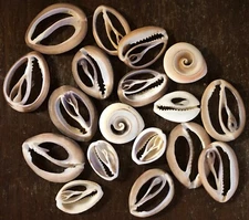 18 Pieces Sliced Seashells Mostly Cowries Cross Sections ~1.25"