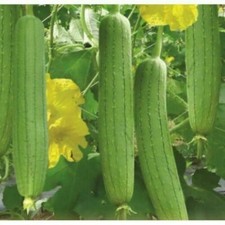 12 Asian Vegetable Edible Luffa Loofa loofah Seeds Smooth sponge gourd vine 2026