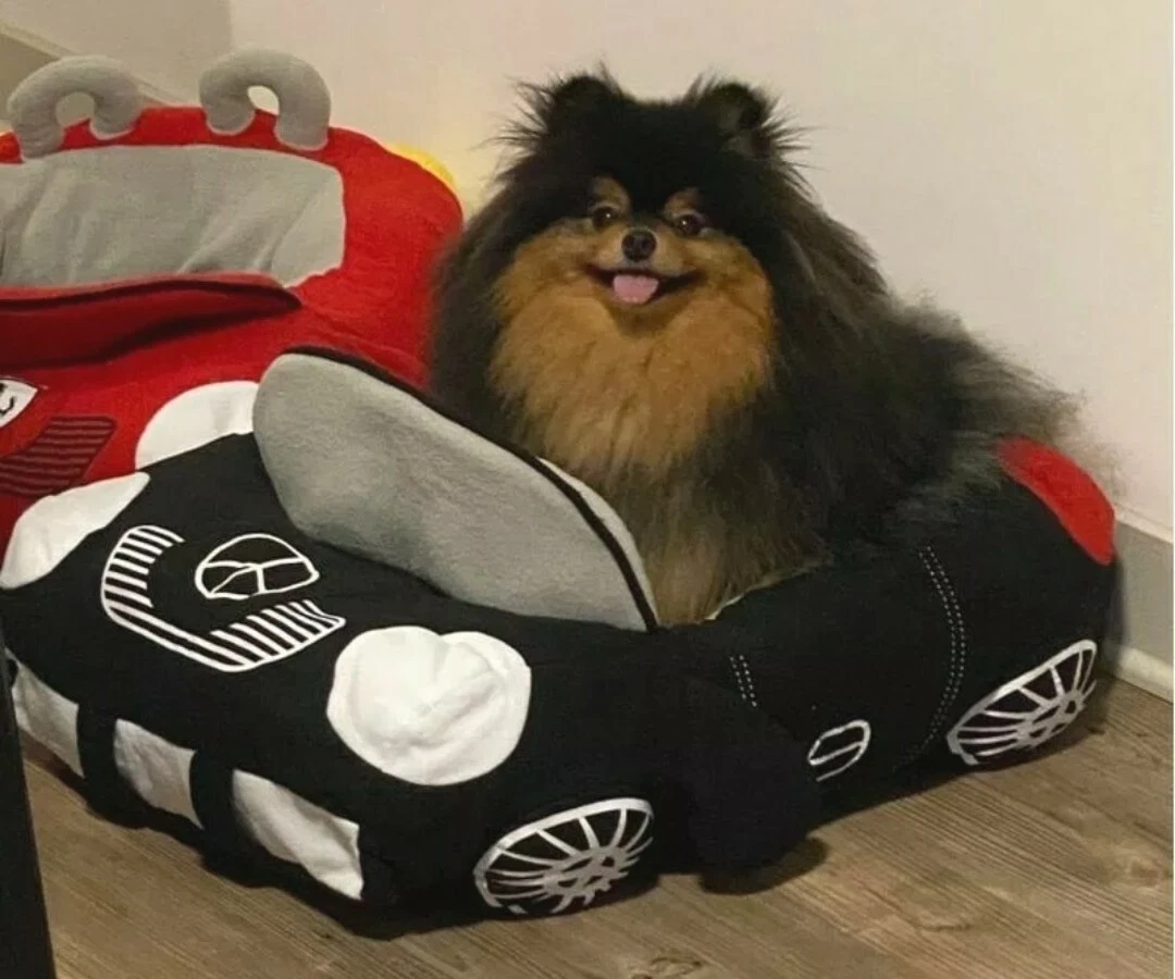 Bmw dog bed cheap