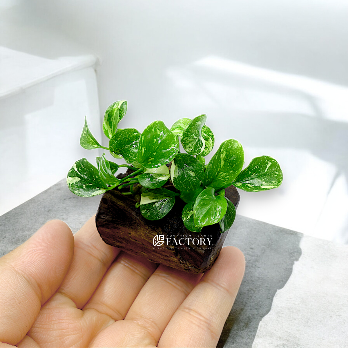 Anubias Panda Marble on Driftwood | eBay