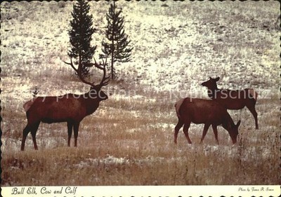 Denver Colorado Bull Elk Cow and Calf