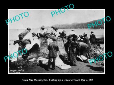 OLD 8x6 HISTORIC PHOTO OF NEAH BAY WASHINGTON THE WHALING CREW CUTTING c1900