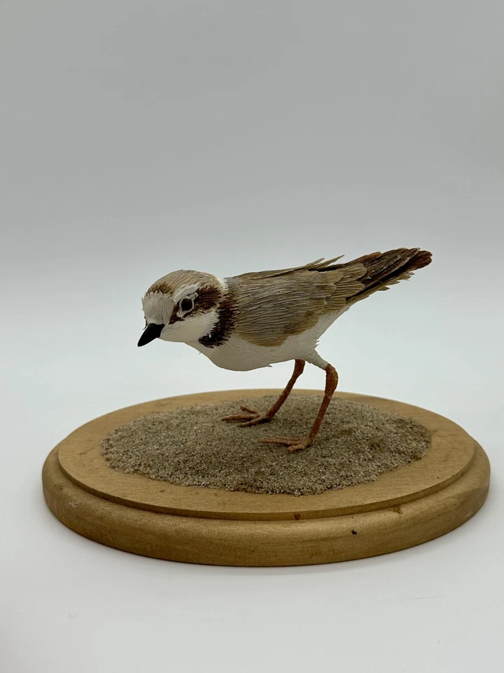 Chorlito nevado occidental taxidermia vegano 2008 - Aimée Baldwin Foto 4 de 4