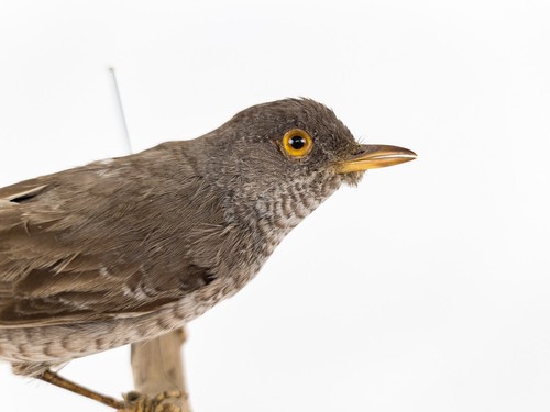 Rarity - Taxidermy - Bird - Barred warbler (Curruca nisoria) präparat taxidermie - 第 3/12 張圖片