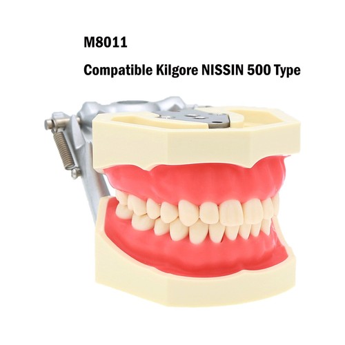 Multiple Types Dental Teeth Model Ortho Implant Practice Teaching Demo Model - Picture 149 of 276