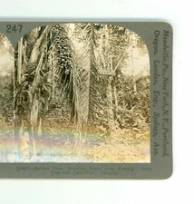 B5695 Keystone 20857, Rubber Tree, Palm Tree With Palm Nuts, Panama D