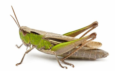 #ad REAL Rice locusts Oxya chinensis Science Education Specimen $7.20