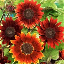 Sunflower Seeds Rouge Royale 25 Seeds BUY 4 GET FREE SHIPPING