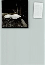 40065958 - 6765 Dannenfels Pheasant