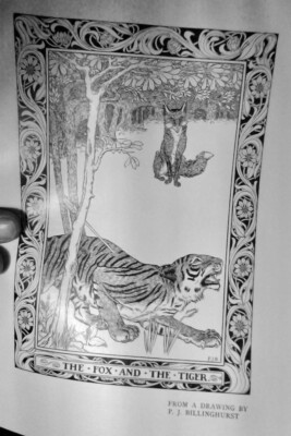 1898 orig.Print  Percy James Billinghurst (1871-1933) Fox and the Tiger + Fishes