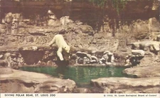 St. Louis, MISSOURI - Zoo - Polar Bear Pool  ©1952