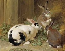 3 Bunny Rabbits by Frederick Herring 11 x 14