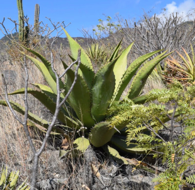 Agave salmiana var. ferox (Hidalgo) 10-20cm -