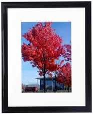 Picture Frame 8X12 , Display Pictures 6X8 with Mat or 8X12 without Mat, Black