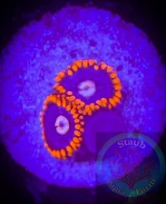 SAF~ “WYSIWYG” Snitch Zoanthid Frag, Palythoa, Paly, Zoa, Coral Colony