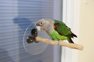 Window NU Perch for Small to Medium Parrots and Parakeets
