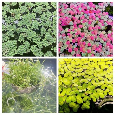 Mix   4 Different Live  Aquarium Plants Combo Buy 2 Get 1 Free