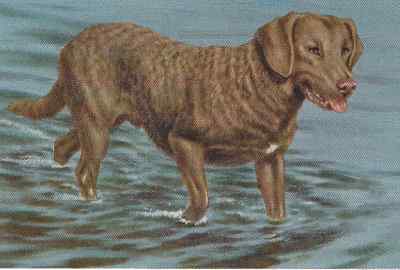 Chesapeake Bay Retriever Vintage Color Dog Print MATTED