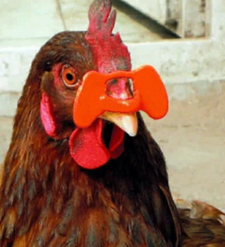 50 pcs. NEW Pinless slip on Peepers Pheasant Chicken Poultry Game Bird Blinders  - Bild 6 von 7