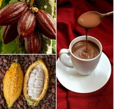 Cocoa Seeds / Cacao Seeds / / Chocolate seeds / fresh Ceylon 10 seeds
